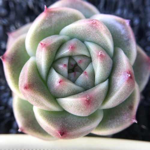 高級苗 日本初登場 多肉植物 エケベリア 無尽灯 むじん‐とう 抜き苗 1