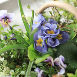 柳のバスケットに♪イチゴと小花のギャザリング寄せ植え 10枚目の画像