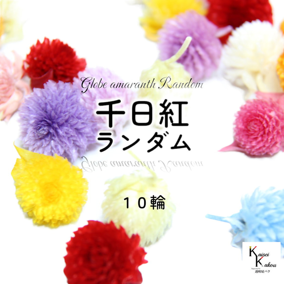 地球農場！永生花「千日市集 11 色隨機 10 朵花」Chikkou 頭限定 Preza 花材料 第1張的照片