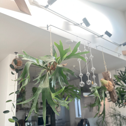 ビカクシダ コウモリラン 群生ビカクシダ流木付け 観葉植物 ハンギング