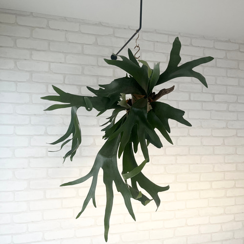 コウモリラン　ビカクシダ　流木ハンギング　グランデ ビカクシダ コウモリラン グランデ 流木付け 観葉植物