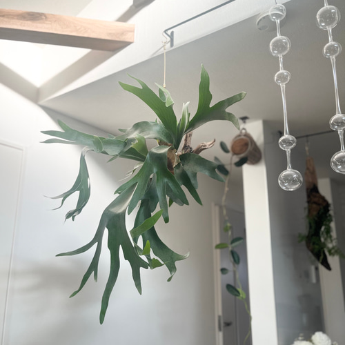 ビカクシダ コウモリラン 群生ビカクシダ流木付け 観葉植物 ハンギング