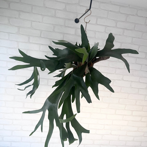 特大　コウモリラン　ビカクシダ　流木ハンギング ビカクシダ コウモリラン 群生ビカクシダ流木付け 観葉植物 ハンギング