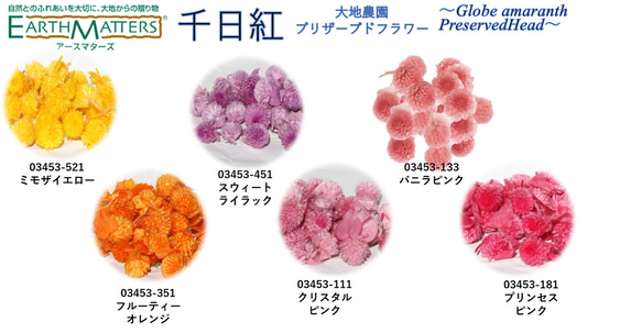 地球農場！永生花「千日行 11 色隨機 240 朵花」Chikkou 頭限定 Preza 花材料 第8張的照片