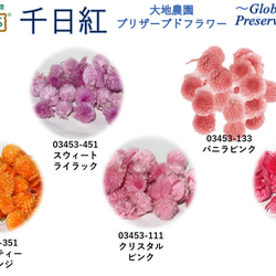 地球農場！永生花「千日行 11 色隨機 260 朵花」Chikkou 頭限定 Preza 花材料 第8張的照片