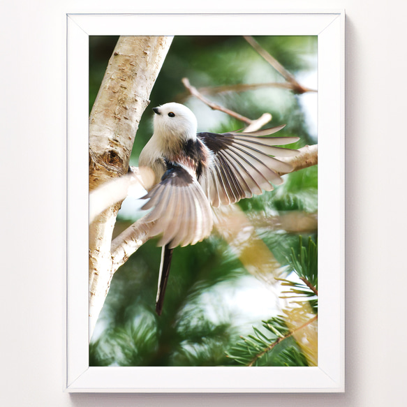 A4可能】羽ばたく森のシマエナガ・北海道野鳥写真 写真・グラフィック