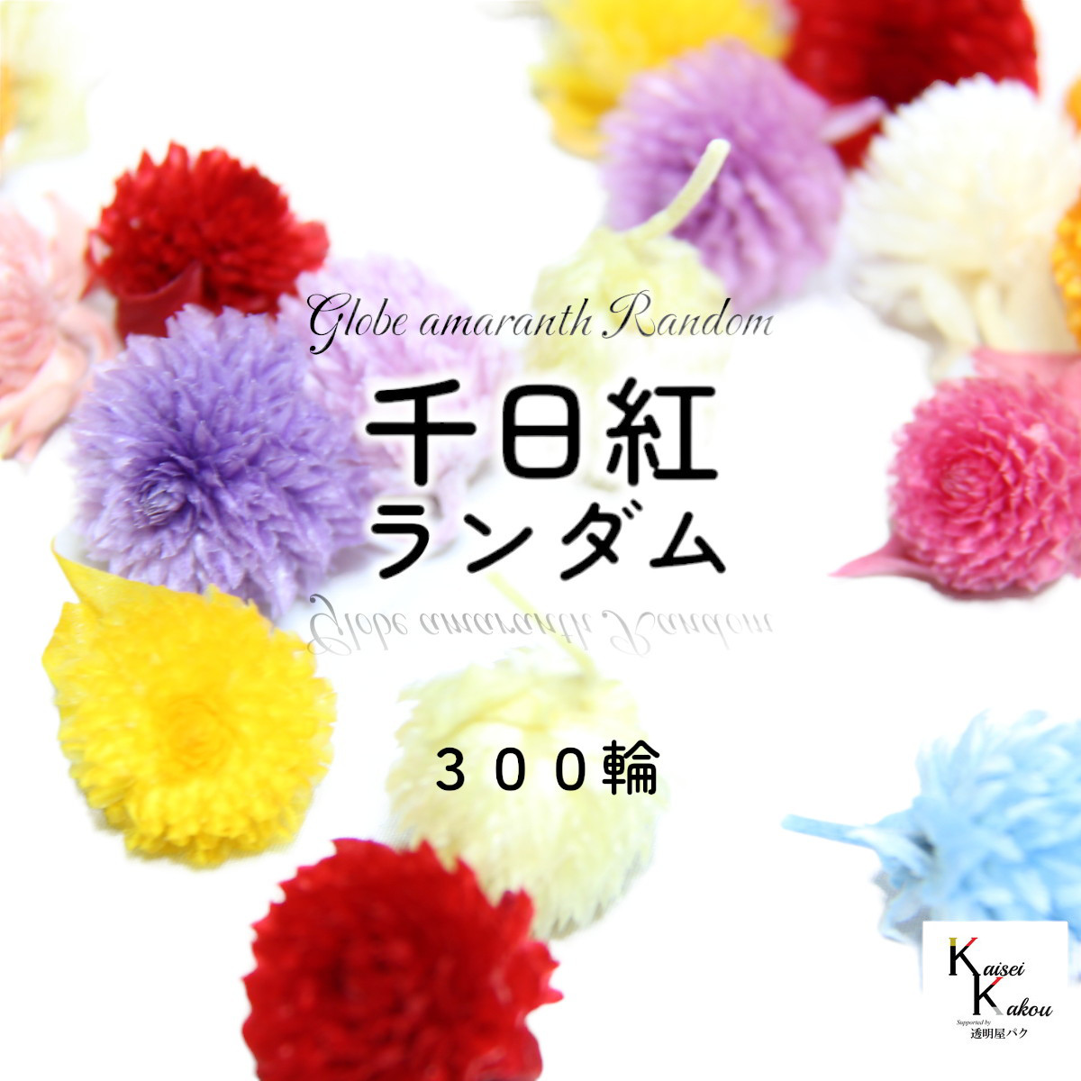 大地農園！プリザーブドフラワー 「千日紅 11カラー ランダム 300輪 」 センニチコウ ヘッドのみ プリザ 花材