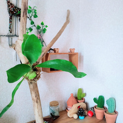 流木アレンジ大きめサイズ コウモリラン付け ビカクシダ