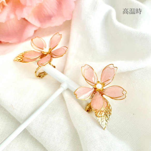 色が変わる零れ桜のイヤリング/ピアス ٭❀*ぷっくり透明感が大人綺麗・シンプル 華やか 軽い 大ぶり 春コーデ 8枚目の画像