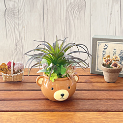 可愛いクマの陶器/エアープランツ/観葉植物 3枚目の画像
