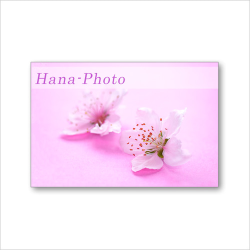 1616）桃の花とおひな様 ポストカード5枚組 ポストカード Hana