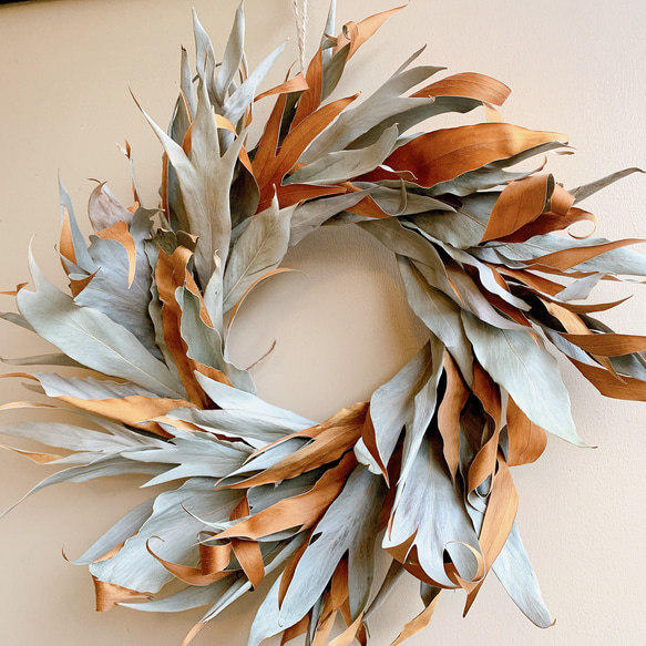 グレビリアゴールドとリューカデンドロンフォルモーサのネイティブ