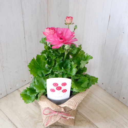 希少品種♡ラナンキュラス♡セイレン♡ アートフラワー nico flowers