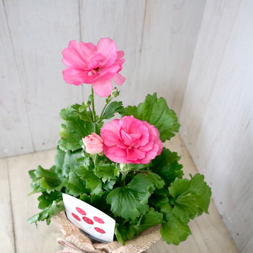 希少品種♡ラナンキュラス♡セイレン♡ アートフラワー nico flowers