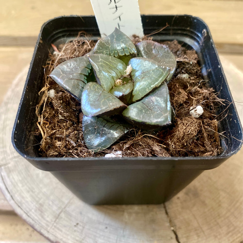 多肉植物 ハオルチア トロピカルナイト 多肉植物 plant life 通販