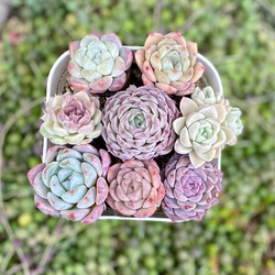 パキフィツム フレーベル Pachyphytum 'Frabel'のショッピング