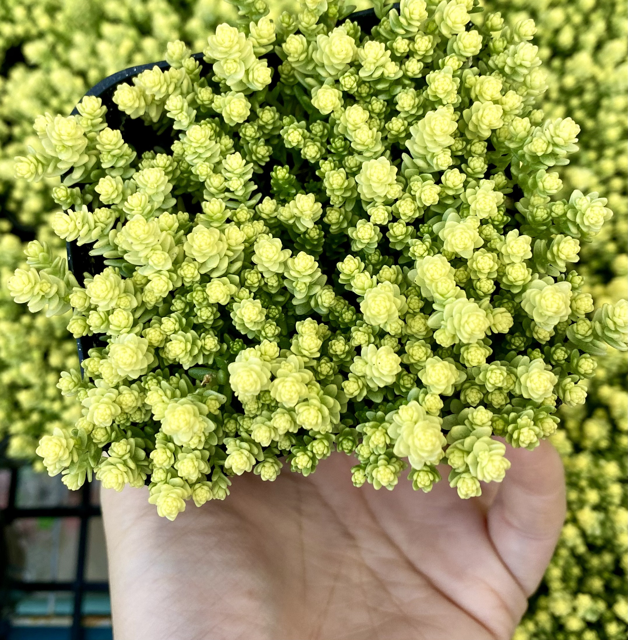 多肉植物　セダム　アクレアウレウム　カット 楽天市場】多肉植物 セダム アクレ アウレウム エレガンス 6cm