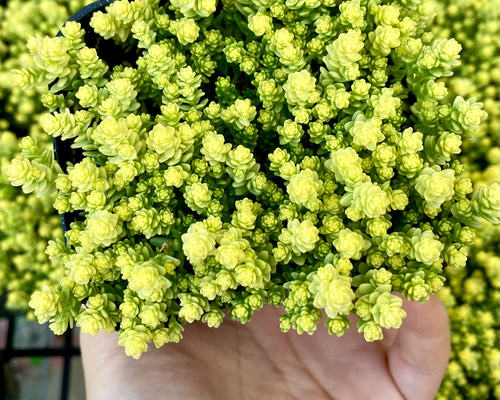 多肉植物　セダム　アクレアウレウム　カット アクレアウレウム 多肉植物 セダム 多肉植物 プクニク 通販