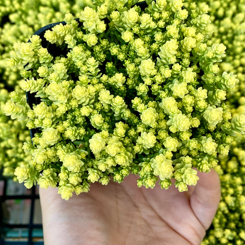 セダム アクレ 多肉植物 2.5号/1個売り グランドカバー 観葉植物