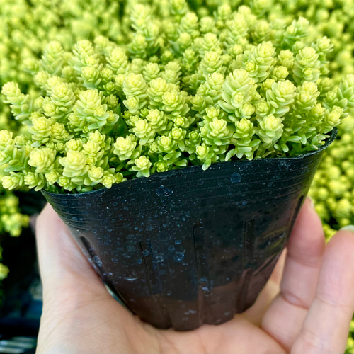 アクレアウレウム セダム 多肉植物 多肉植物 プクニク 通販