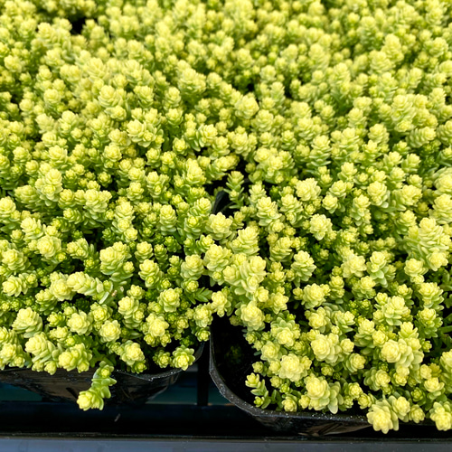 アクレアウレウム セダム 多肉植物 多肉植物 プクニク 通販
