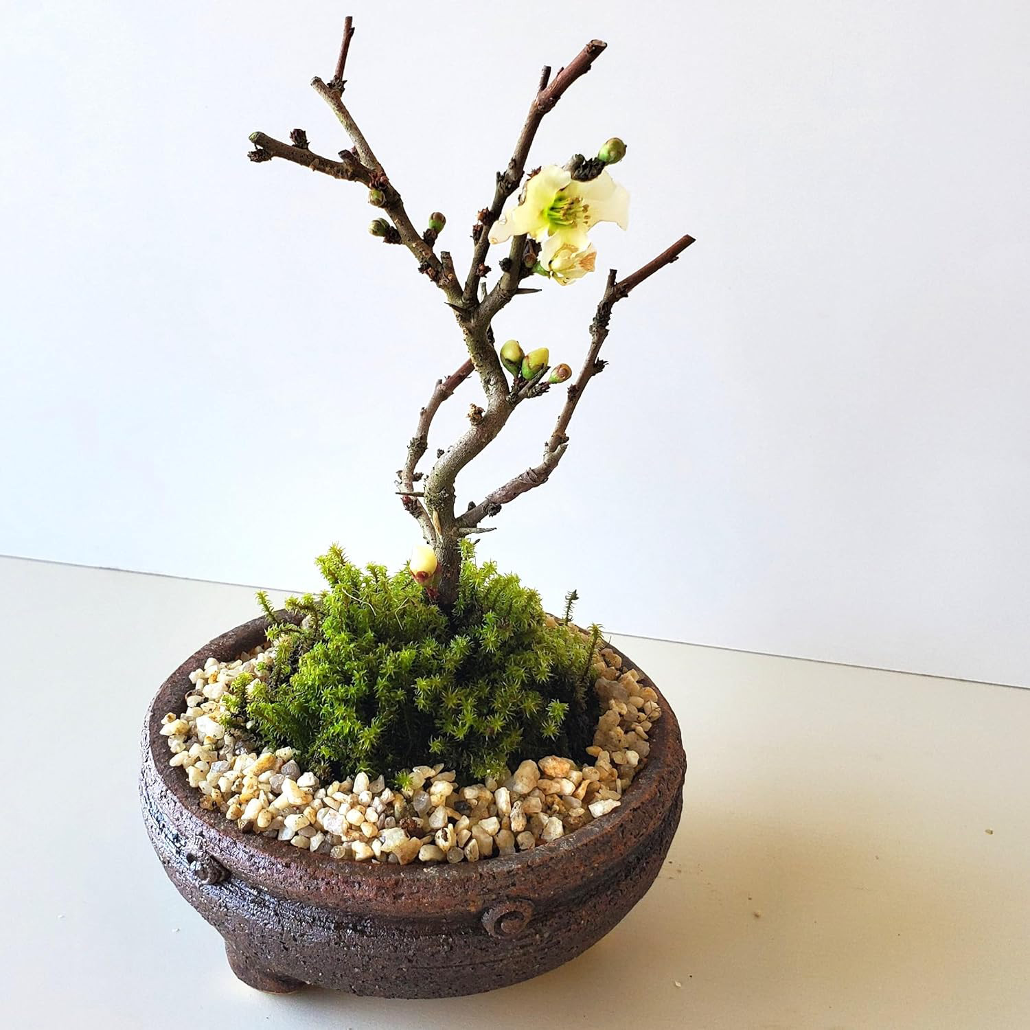 紅花けんがい長寿梅です。人気のある盆栽樹種