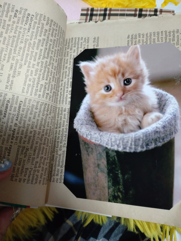 ジャンクジャーナル1900年代初頭 アンティーク紙もの♪音符♬外国紙&cuteな♥(ΦωΦ)猫ちゃん 8枚目の画像