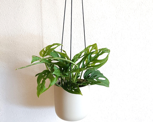 ○数量限定○新作○ モンステラの吊り下げ ”モンステラ マドカズラ