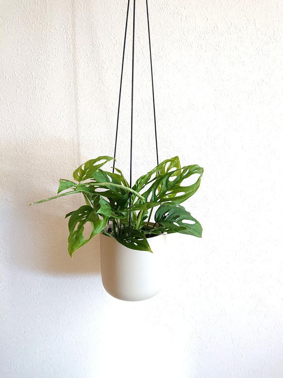 ○数量限定○新作○ モンステラの吊り下げ ”モンステラ マドカズラ