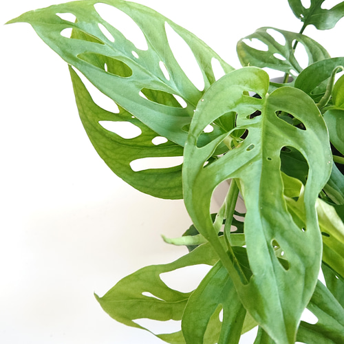 ○数量限定○新作○ モンステラの吊り下げ ”モンステラ マドカズラ