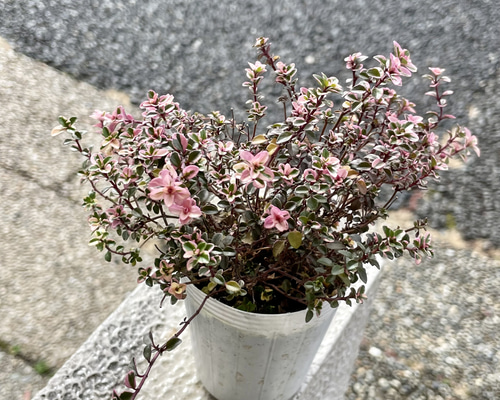 斑入り ハーブ フォックスリータイム 2.5号ポット苗 その他インテリア