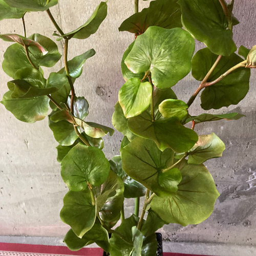 光触媒 人工観葉植物 ウォールグリーン フェイクグリーン シーグレープ