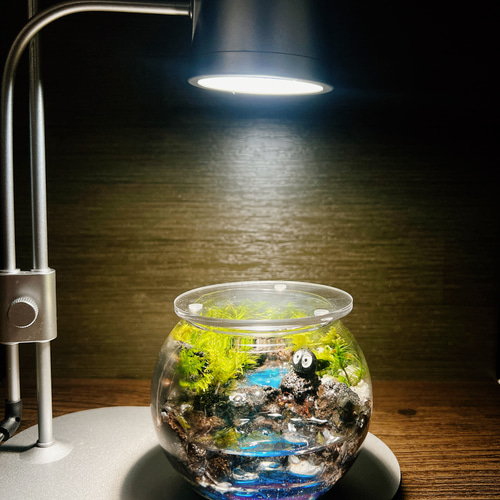 010》水を張れる苔テラリウム 一隅を照らす 我が家のオアシス