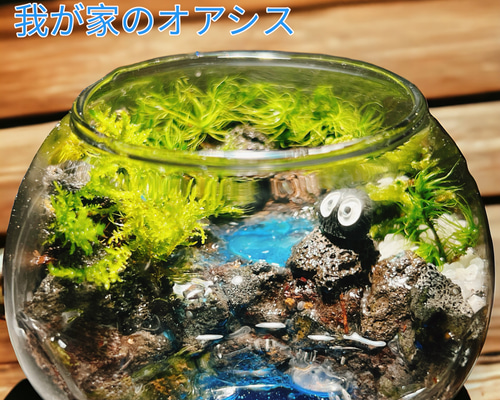 010》水を張れる苔テラリウム 一隅を照らす 我が家のオアシス