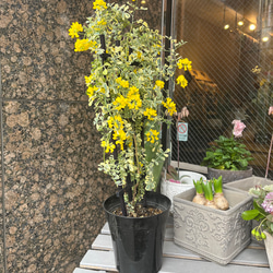 コロニア　春を迎える斑入りのリーフ　おしゃれな植物 1枚目の画像