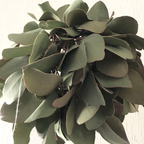 ユーカリ ボール L 16cm ＊ フラワーボール フライングボール