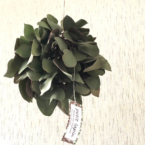 ユーカリポポラスのボールリース フライングボール ユーカリポポラスのボールリース フライングボール