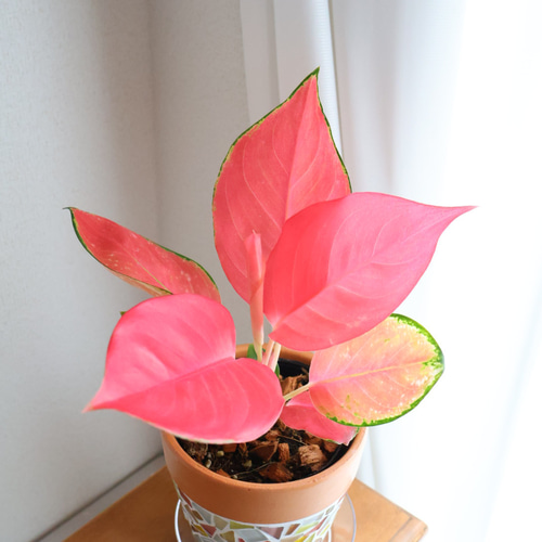 オーダー母の日ギフト】\選べる植木鉢/ 4号鉢 植物セット アグラオネマ