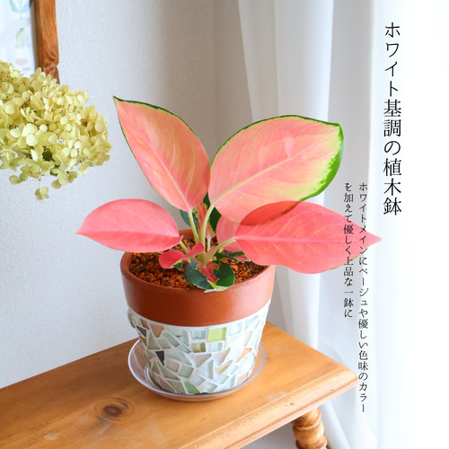 選べる植木鉢/ 4号鉢 植物セット アグラオネマチャイナレッド 観葉植物