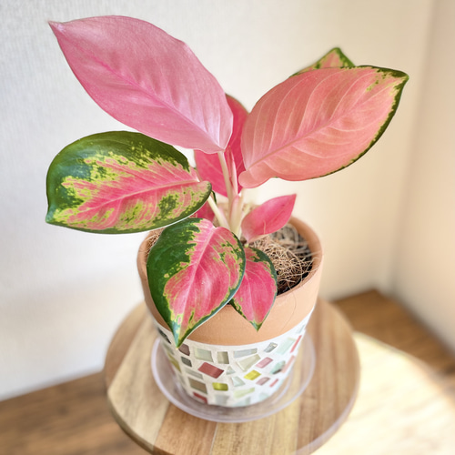 セール　希少レア　アグラオネマ　ピンク　トライペット　9,800　観葉植物 アグラオネマ 『ピンクソムバット サイアム』観葉植物 Aglaonema