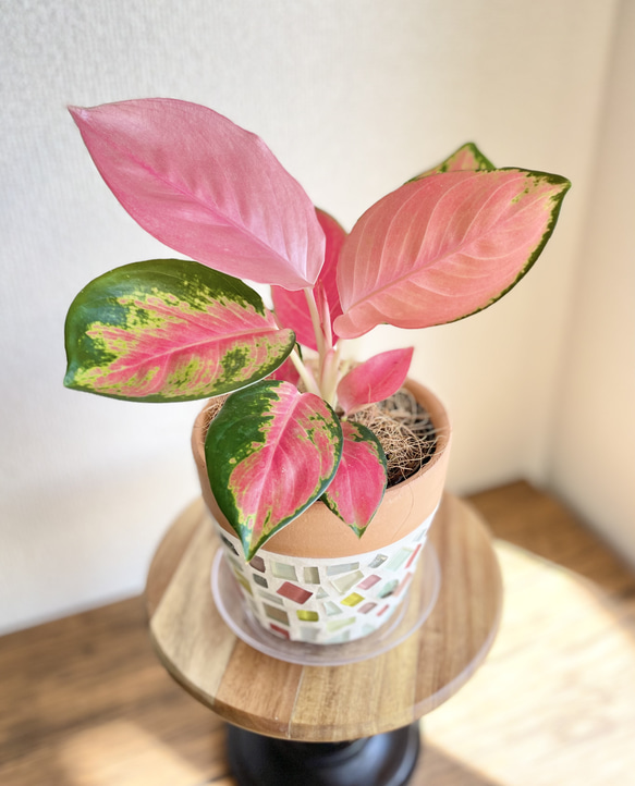 選べる植木鉢/ 4号鉢 植物セット アグラオネマチャイナレッド 観葉植物
