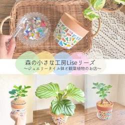 【予約販売】【現品限り】アグラオネマチャイナレッド◇観葉植物◇4号鉢◇ジュエリータイル鉢◇鉢付き◇プレゼント◇母の日 19枚目の画像