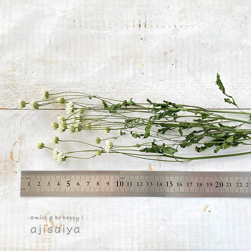 再入荷】マトリカリア ダブルラテ ステム付き 1本分（小枝3〜4本相当