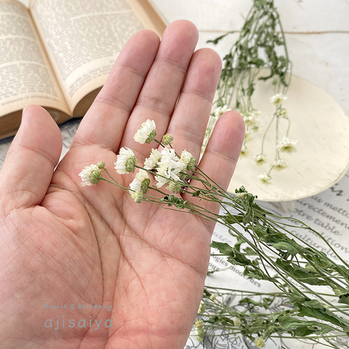 再入荷】マトリカリア ダブルラテ ステム付き 1本分（小枝3〜4本相当