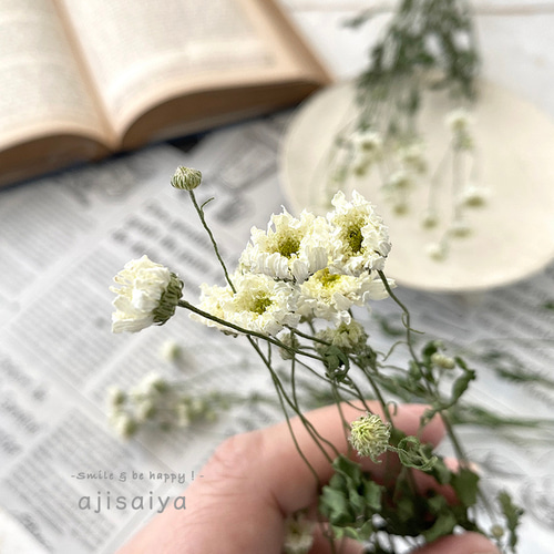 マトリカリア＊ダブルラテ♪アレンジ＊押し花染花＊ドライ花材にも♡ マトリカリア＊ダブルラテ♪アレンジ＊押し花染花＊ドライ花材にも