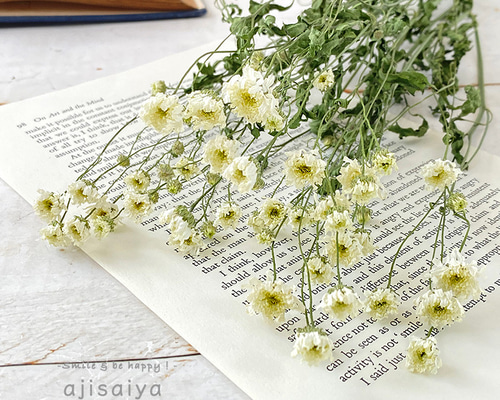 再入荷】マトリカリア ダブルラテ ステム付き 1本分（小枝3〜4本相当