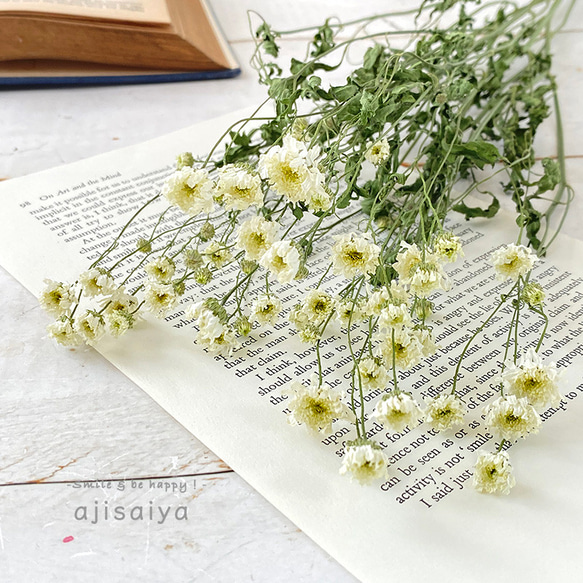 再入荷】マトリカリア ダブルラテ ステム付き 1本分（小枝3〜4本相当