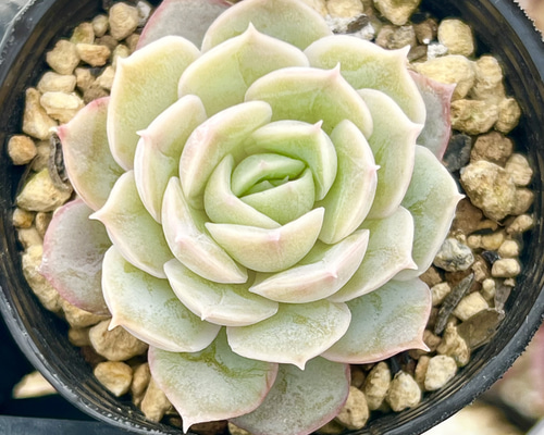 オウンスロー＊紅葉品種＊エケベリア＊多肉植物＊抜き苗 多肉