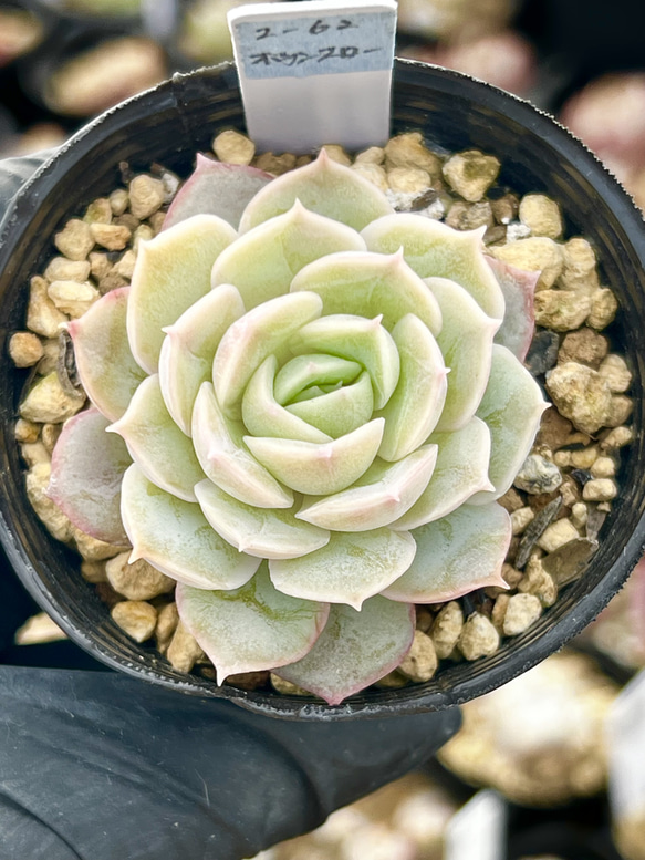 オウンスロー＊紅葉品種＊エケベリア＊多肉植物＊抜き苗 1枚目の画像