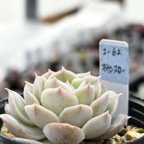 オウンスロー*紅葉品種*エケベリア*多肉植物*抜き苗 多肉 オウンスロー*紅葉品種*エケベリア*多肉植物*抜き苗 多肉